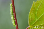 The Dun-bar (Cosmia trapezina)