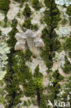 Poplar Hawk-moth (Laothoe populi)