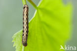 Dubbelstipvoorjaarsuil (Orthosia munda)