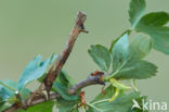 Scalloped Oak (Crocallis elinguaria)