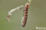 Bruine herfstuil (Agrochola circellaris)