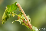 Gepluimde spanner (Colotois pennaria)