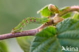 Herfstspanner (Epirrita dilutata)