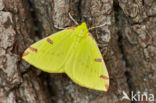 Brimstone Moth (Opisthograptis luteolata)