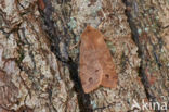 Dubbelstipvoorjaarsuil (Orthosia munda)