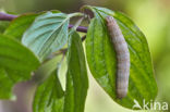 Kleine huismoeder (Noctua interjecta)