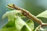 Light Emerald (Campaea margaritata)