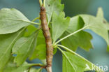 Light Emerald (Campaea margaritata)