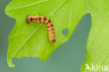 November Moth (Epirrita dilutata)