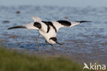 Pied Avocet (Recurvirostra avosetta)