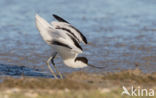 Pied Avocet (Recurvirostra avosetta)