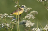 Gele Kwikstaart (Motacilla flava)