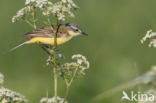 Gele Kwikstaart (Motacilla flava)