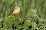 Gele Kwikstaart (Motacilla flava)