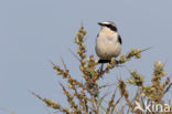 Northern Wheatear (Oenanthe oenanthe)