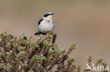 Northern Wheatear (Oenanthe oenanthe)