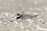 Bontbekplevier (Charadrius hiaticula)