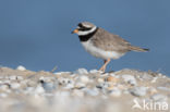 Bontbekplevier (Charadrius hiaticula)