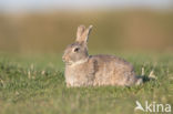 Konijn (Oryctolagus cuniculus)