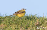 Yellow Wagtail (Motacilla flava)