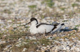 Pied Avocet (Recurvirostra avosetta)