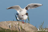 Black-headed Gull (Larus ridibundus)