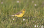 Yellow Wagtail (Motacilla flava flavissima)