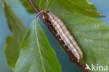 Kleine huismoeder (Noctua interjecta)