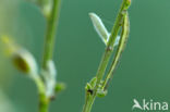 Herfstbremspanner (Chesias legatella)