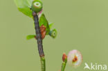 Bosbesbruintje (Macaria brunneata)