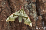 Lime Hawk-moth (Mimas tiliae)