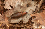 Light Emerald (Campaea margaritata)