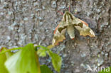 Lime Hawk-moth (Mimas tiliae)