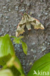 Lime Hawk-moth (Mimas tiliae)