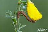 Gepluimde spanner (Colotois pennaria)