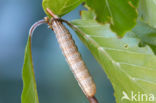 Kleine huismoeder (Noctua interjecta)