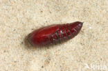 Broad-bordered Yellow Underwing (Noctua fimbriata)