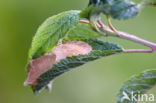 Hagedoornvlinder (Opisthograptis luteolata)