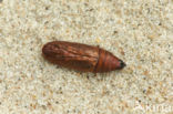 Waved Umber (Menophra abruptaria)