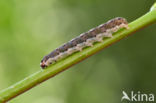 Lindegouduil (Xanthia citrago)