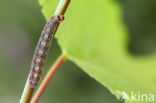 Lindegouduil (Xanthia citrago)