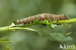 Green-brindled Crescent (Allophyes oxyacanthae)