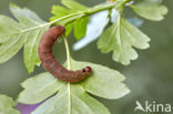 Zwartvlekwinteruil (Conistra rubiginosa)