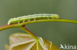 The Dun-bar (Cosmia trapezina)