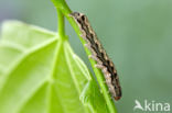 Dubbelstipvoorjaarsuil (Orthosia munda)