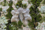 Poplar Hawk-moth (Laothoe populi)