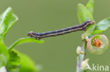 Bosbesbruintje (Macaria brunneata)