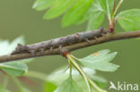 Green-brindled Crescent (Allophyes oxyacanthae)