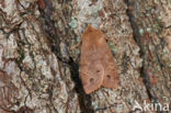 Dubbelstipvoorjaarsuil (Orthosia munda)