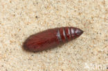 Agaatvlinder (Phlogophora meticulosa)